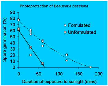 Effect of formulation of ultraviolet (UV) protection of Beauveria bassiana spores.