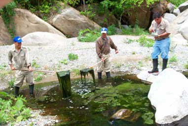 Se eliminan las algas de los charcos criaderos del mosquito Anopheles pseudopunctipennis en el sur de México.