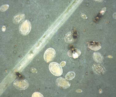 Parasitismo de las ninfas de la mosquita blanca por Encarsia tricolor para la producción de avispas hembras.