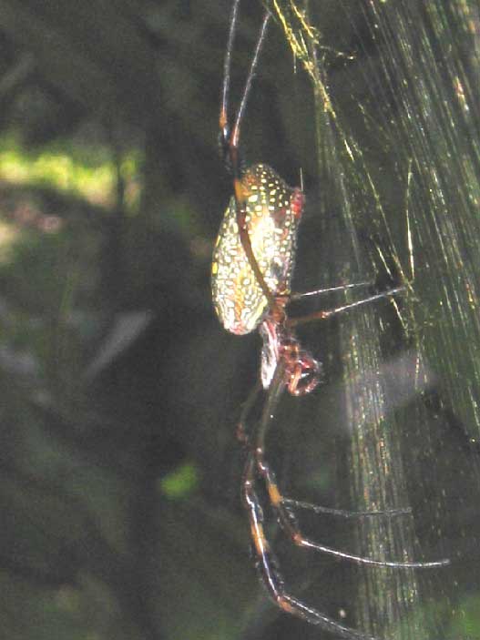 Araña depredadora en Chiapas, México: Nephilia clavipes (foto Yann Henaut)
