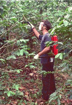 Application of Beauveria bassiana spores for coffee berry borer control in a coffee plantation in Chiapas, southern Mexico